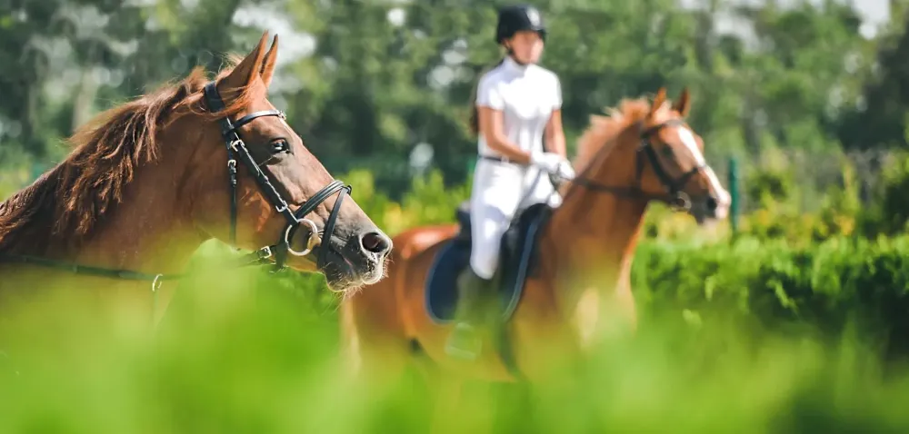 contact-equitation-coach